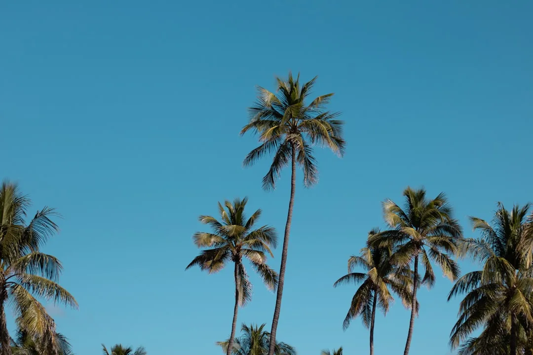 Tropical travel destination with palm trees